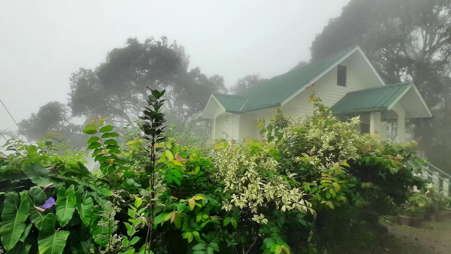 Summer Dew Anachal India